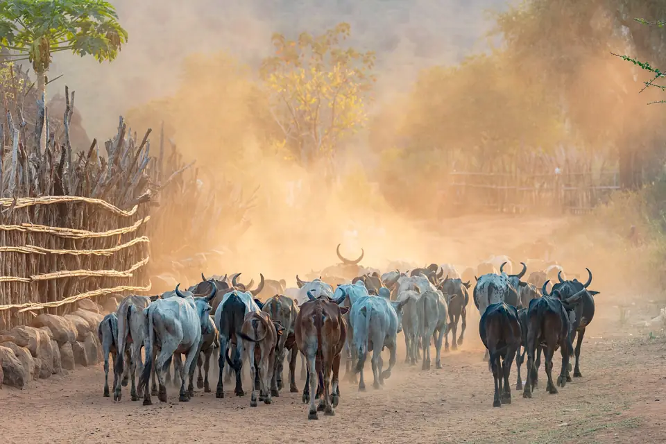Mundari cattle camp at dusk, Imehejek, South Sudan