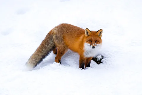 Red fox in old-growth forest