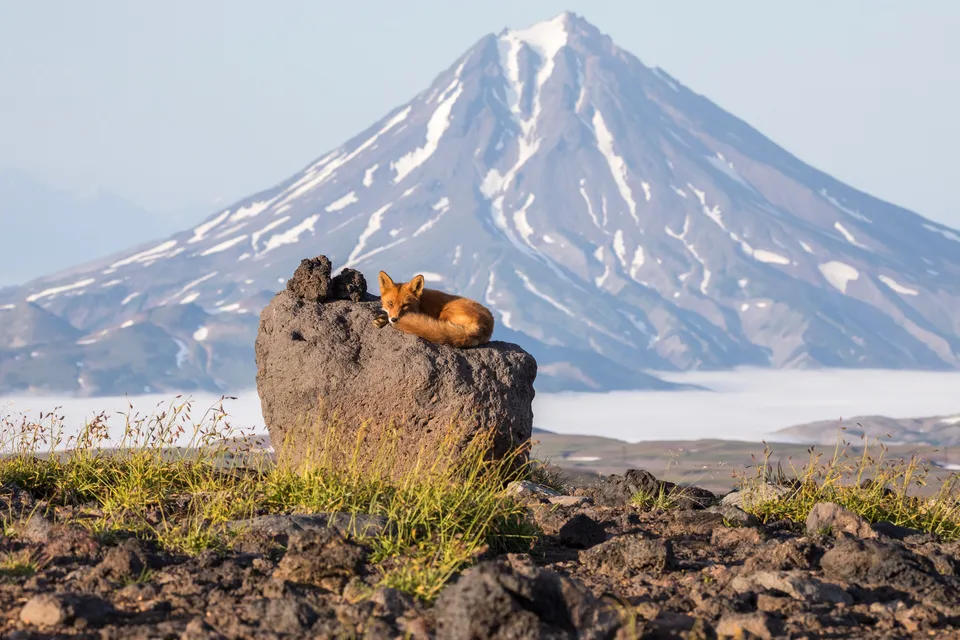 Fox below Vilyuchinsky volcano, Kamchatka, Russia